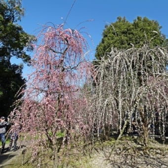 3) 京都市伏見区～城南宮・枝垂れ梅・2020.2.21