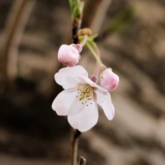 桜の花を謳歌・・・・花の命は短くて・・！！(*^_^*)