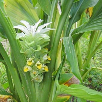 鈴なり唐辛子と、ウコンの花！