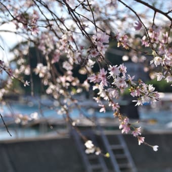 桜満開　街歩き下津浦