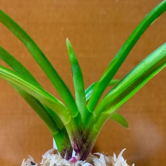 大丸羆
