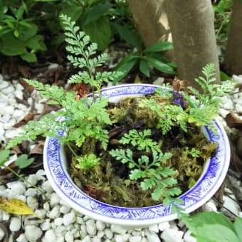 トキワシノブ復活
