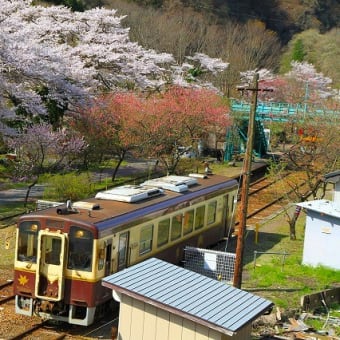 花桃と桜の神戸駅。。。