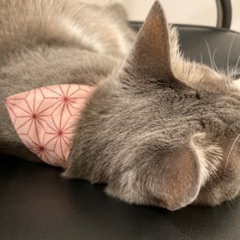 ニャンコ5歳になったヨ