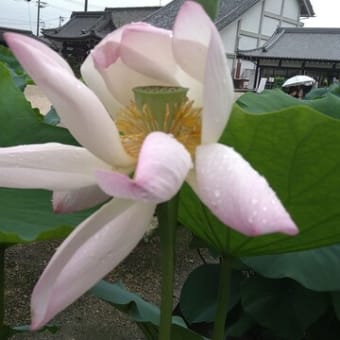 蓮の花ひらくことば～国宝と蓮の花～