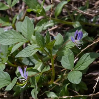 接写で見る みんなの花図鑑 掲載数 3 406件