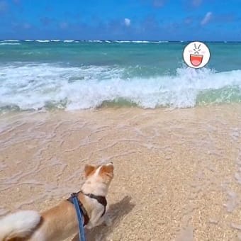 我が家の海開き