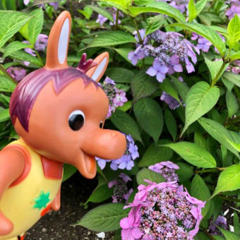 ロバくんと額紫陽花