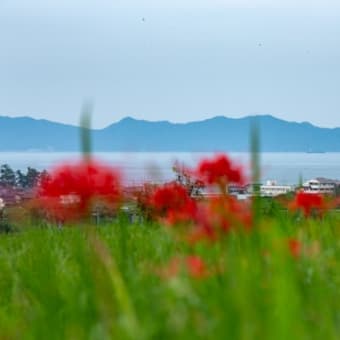 彼岸花の季節