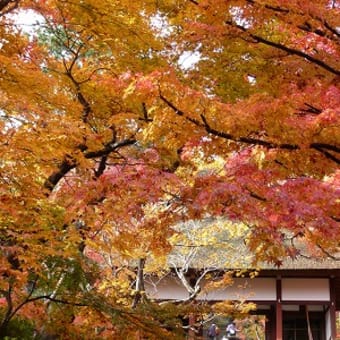2011年12月3日(土)　常寂光寺