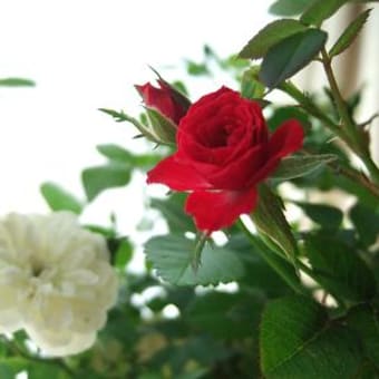 花盛り