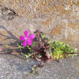 生育旺盛シレネの花