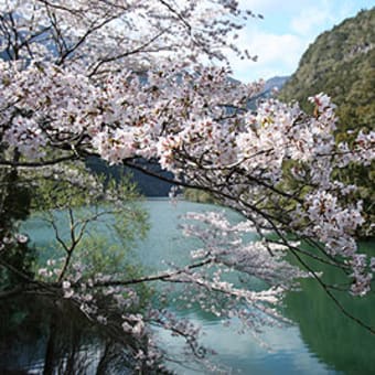 熊野市　小森ダムの桜