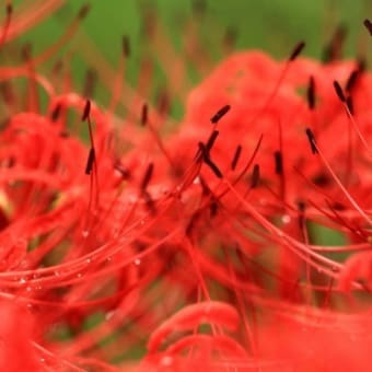 雨に濡れた彼岸花