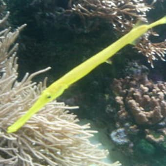 魚サカナさかな～♪