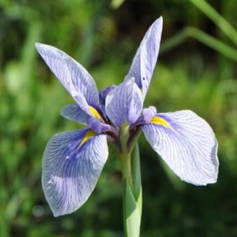 大宮公園の花菖蒲
