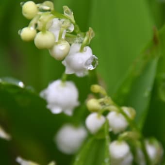 ベル形の白い花はドイツスズランとドウダンツツジ