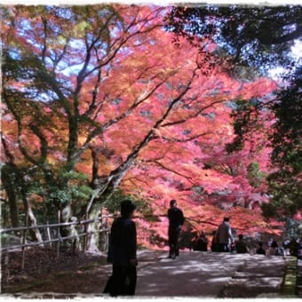 鰐淵寺の紅葉