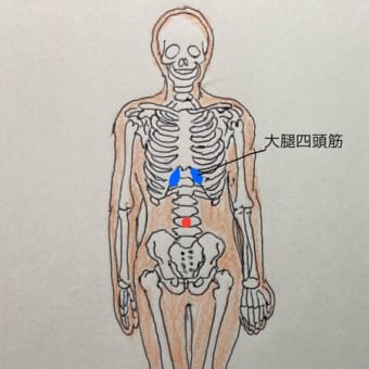 腰痛・膝痛・股関節痛・足首痛の対策方