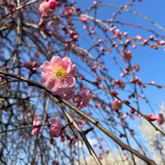 梅の季節