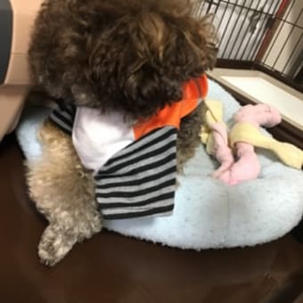 僕の特技は自分で服を脱ぐ事です。