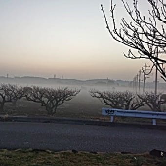 今朝の濃霧