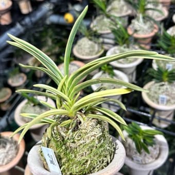 激安価格の 富貴蘭 歓喜天 植物/観葉植物 - kavarnazatisi.cz