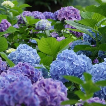 紫陽花さんぽ♪