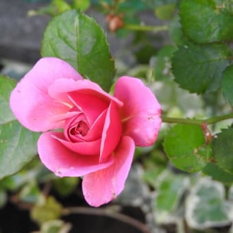 2020年のバラの開花宣言