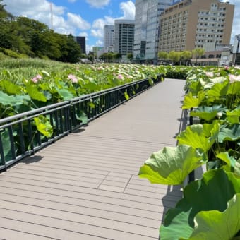 千秋公園の蓮