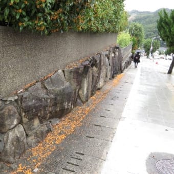 「雨」多く 秋は駆け足で