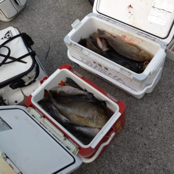 美味しいイサギを釣りに