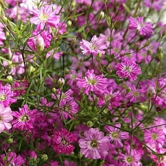 此の時季のナデシコ科の花（２）