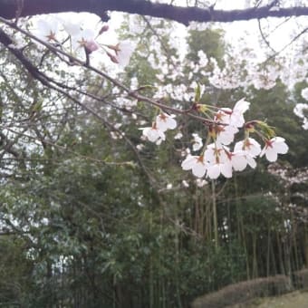 3月28日　天久沢公園の桜