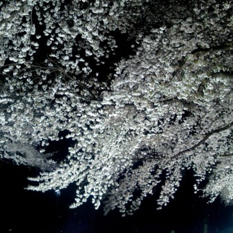 一夜限りの夜桜