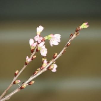 春の使者「啓翁桜」