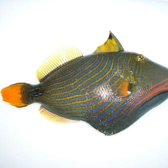 紅海の恵み
