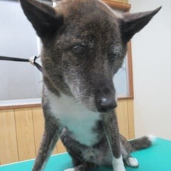 凛々しいお客様と、可愛いお客様