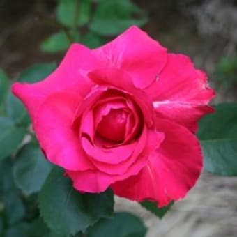 名花オフェーリア、グランモゴール、ランデブー、チャンピオン