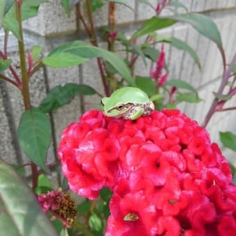角のカエルとケイトウ