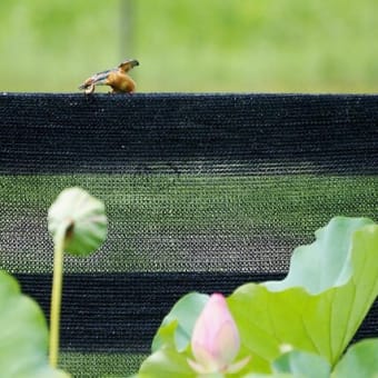 石仏ハスとカワセミ