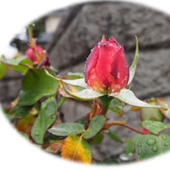 庭の薔薇　「アンネの薔薇」