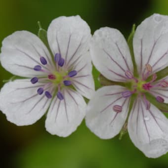 ゲンノショウコの花