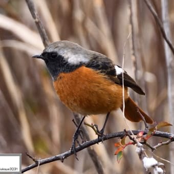 野鳥撮影パート3