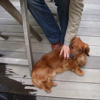 女優犬