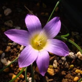 Romulea  ロムレア その１　南アフリカ産　球根植物　球根・種(タネ)  販売