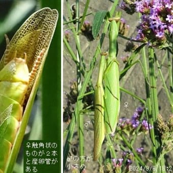 庭の花に集まる昆虫１