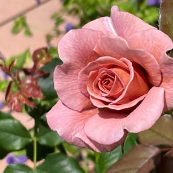 ３番花