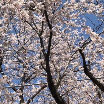 公園の桜が満開
