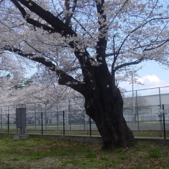 「軽井沢周辺」西軽井沢・医療センター・桜古木大木～写真と短歌で綴る世界文化紀行